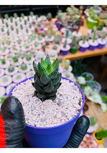 Haworthia Reinwardtii Özel Tür Haworthia
