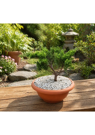 Bonsai Juniperus Ardıç 5 Yaşında