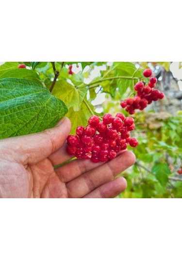 Kayseri Pazarı Gilaburu Nektar 1 L