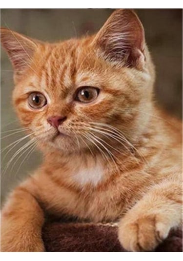 Novahub Maine Coon Kedi 5d Elmas Boyama Mozaik Nakış İğne Dıy Set