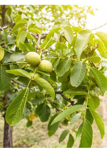 Aysenin Ceviz Yağı / Walnut Oil 50 ML.