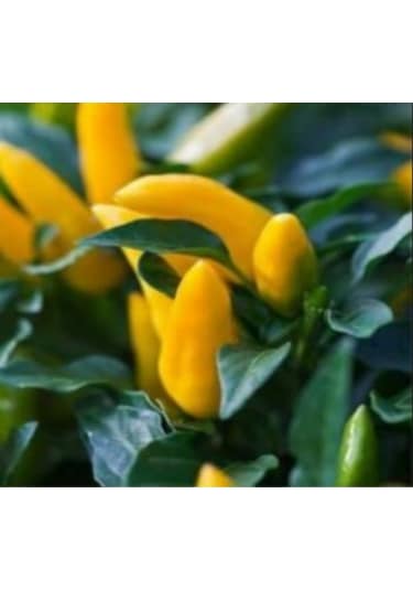 Sarı Süs Biber Tohumu 300+ Tohum N117840