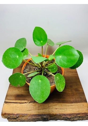 Pilea Salon Bitkisi Ke16