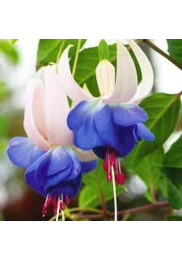 5 Adet Tohum Nadir Mavi Küpeli Çiçeği Tohumu Ve Toprak