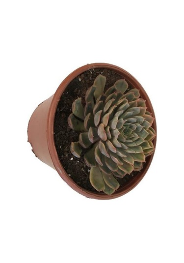 Özel Cins İthal Anaç Sukulent 18 'lik Saksıda