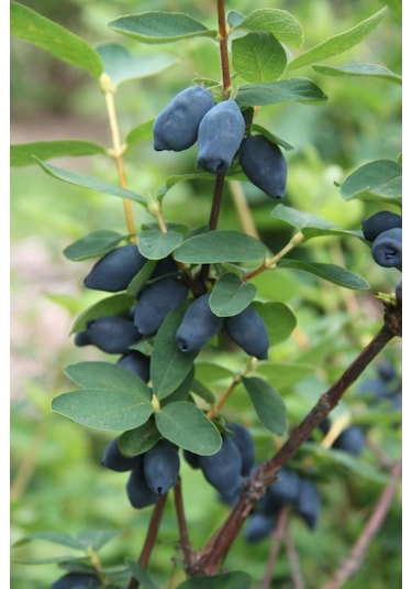 Arbutus Unedo - Balyemiş Fidanı Bahçeye Özel Meyveli Bitki 2 Yaş