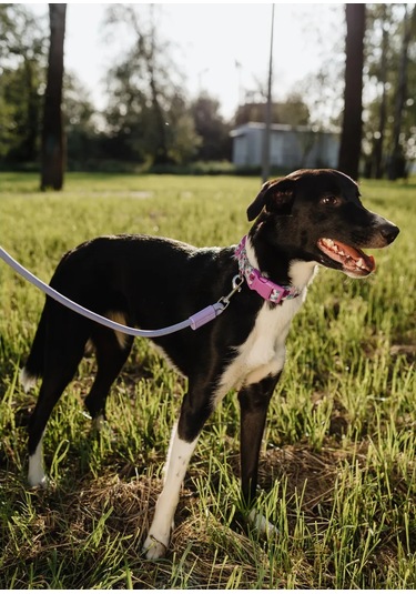 Freedsy Köpekler İçin 2,5 Metre Naylon Tasma 437113521 Lavanta