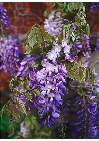 Göz Alıcı Çin Mor Salkım Fidanı 15-25 Cm,