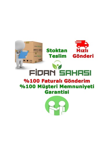 Tüplü İri Meyveli Kızılcık Fidanı Yaş 2 Boy 50-80Cm