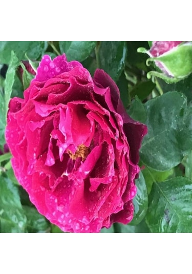 Tüplü Yediveren Nazende Yoğun Kokulu Koyu Mor Sarmaşık Gül Fidanı 120-160 Cm