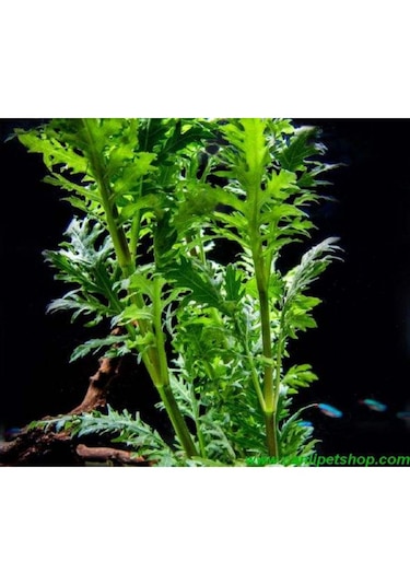 .hygrophila Difformis Çınar 10 Kök