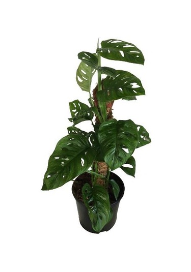 Monstera Obliqua - Sarmaşık Cins Deve Tabanı 80-100 Cm