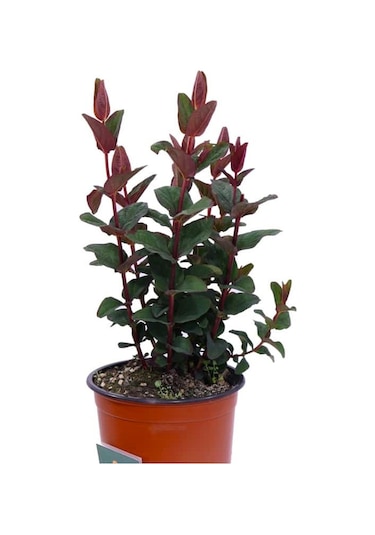 Siyah Kantaron Çalısı - Hypericum Inodorum Magical Black