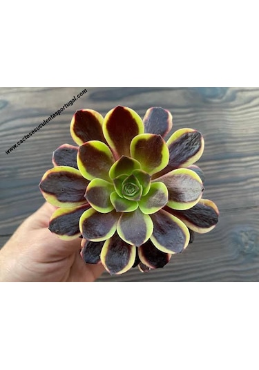 Aeonium Superbum Koreli Sukulent