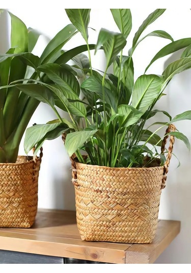 Home Set Ev Bitkileri İçin Saksı 284255663