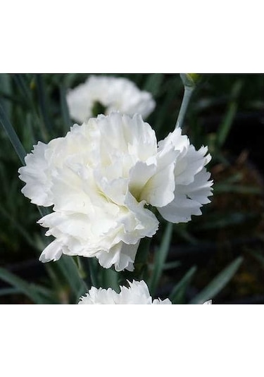 Beyaz Çin Karanfili Çiçeği 5 Adet