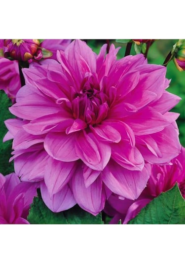Dev Yıldız Çiçeği Yıldız Soğanı Dahlia Lilac Time Soğanı 1 Adet  Boy 120 cm-844451101