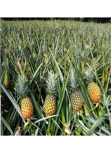 Fidanistanbul Ananas Fidanı. 30-40 Cm. Saksıda