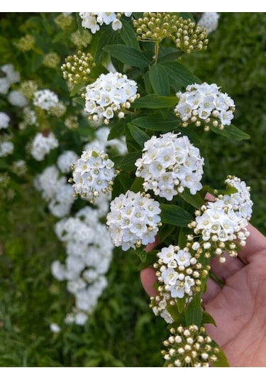 Keçi Sakalı Fidanı 60-80 Cm Boy Gösterişli Çiçekli Bahçe Bitkisi