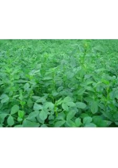 Osm Elçi Sunter Yonca Tohumu Tohum 10 Kg