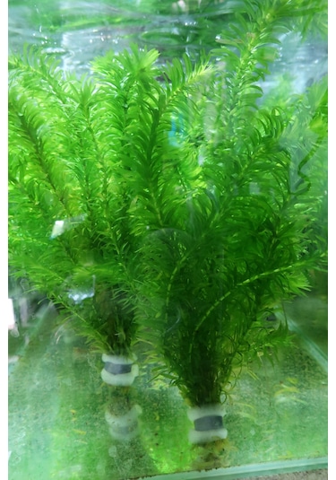 Eledoa Densa Egeria 30 Cm Akvaryum Bitkisi Canlı Bitki 5 Dal