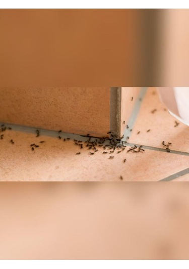 Karınca Ve Haşere Kovucu İlaç 5 Litre