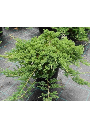 Yayılıcı Ardıç Juniperus Horizontalis - Yer Örtücü Bitki 10 Adet