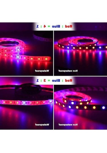 Moly 5m 5050 Smd Bitki Büyüme Işık Şeridi - 60 Led/m - Kırmızı-mavi Ip20 Dc12v Sera/hidroponik Diğer