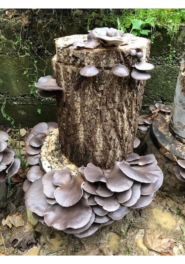 Kavak Ağacı Mantarı Tohumu Miseli 10kg