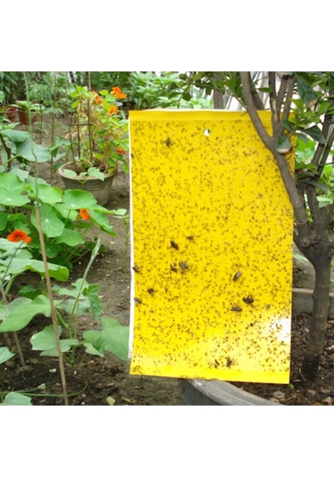 Yellow Sarı Yapışkan Tuzak