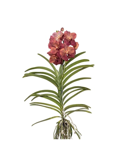 Vanda Sunanda 'leopard Coral' Vanda Orkide