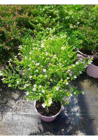 Kufeya Cennet Çiçeği Pembe ve Beyaz 20 Adet Paket