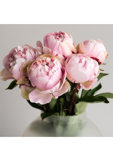 Pink Color Peony Pembe Renkli Şakayık Çiçeği Yumrusu 1 Adet