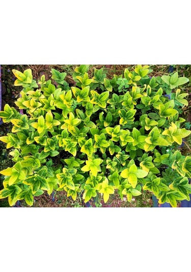 Mezar - Kabir Sarı Bitki Seti - 20 Adet Gold Taflan