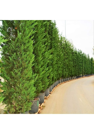 Leylandi Melez Servi Cupressus Leylandii 100-150 Cm Boyunda
