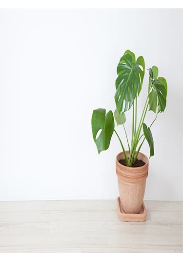 Deve Tabanı Çiçeği Besin Hediyeli Monstera Deliciosa Iç Mekan Bitkisi