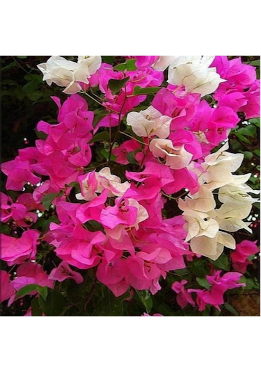 Bodur Begonvil gelin Duvağı Fidanı. Torbada