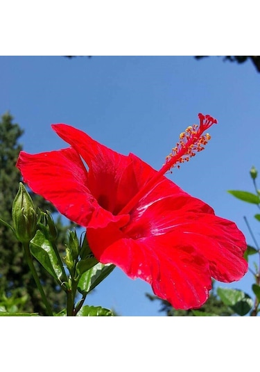 Tüplü 2 Adet 90-120 Cm Kırmızı Japon Gülü hibiscus