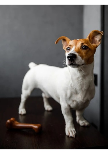 S.dream Köpekler İçin Dayanıklı Kemik Oyuncak 177312362