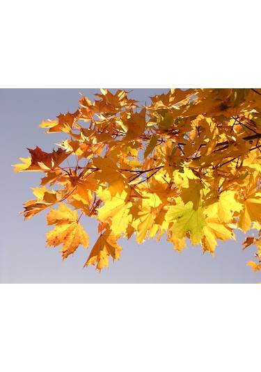 Akçaağaç Fidanı - Acer Platanoides