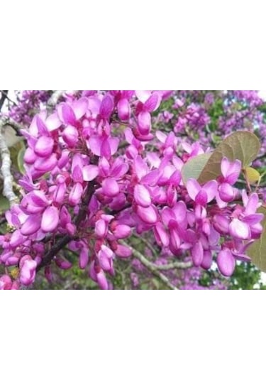 Erguvan Ağacı Tohumu 5 Tohum