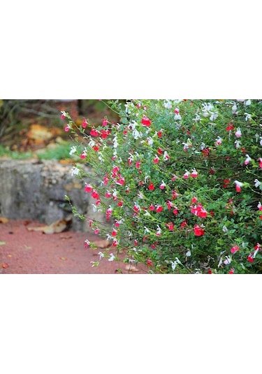 Süs Adaçayı - Salvia Microphylla 'Hot Lips' 3'lü Set