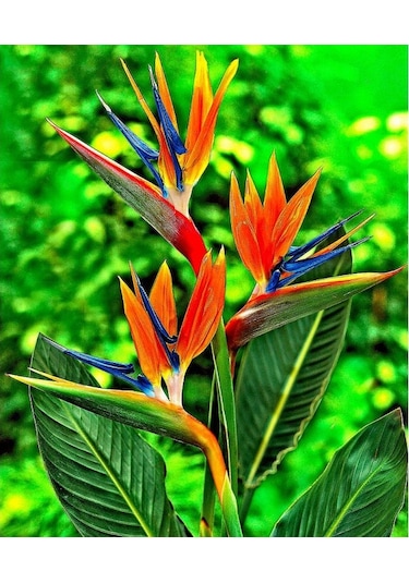 Cennet Kuşu Çiçeği Tohumu Ekim Seti 2 Tohum +Saksı+Toprak+