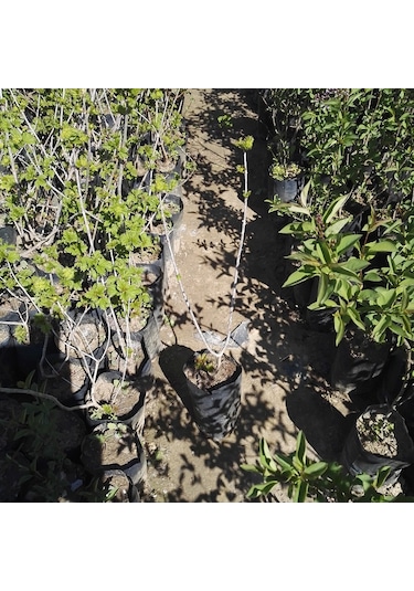 Çınar Kartopu Çiçeği Viburnum Opulus