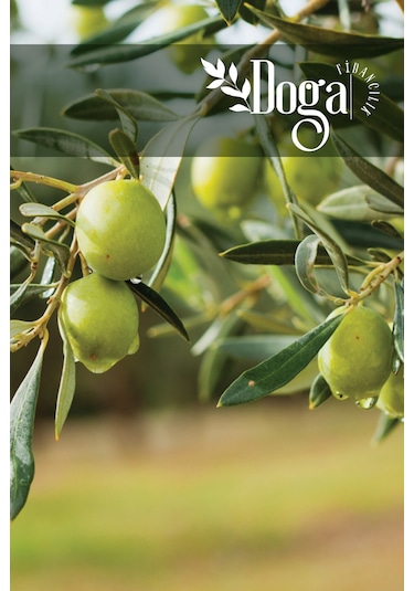 Gemlik Trilye Zeytin Fidanı 2 Yaş