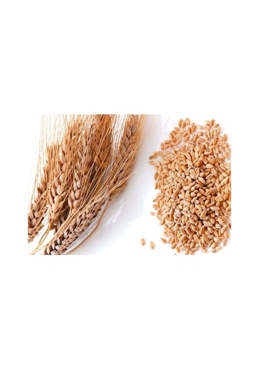 Gürün Başak Aşurelik Buğday 5 KG