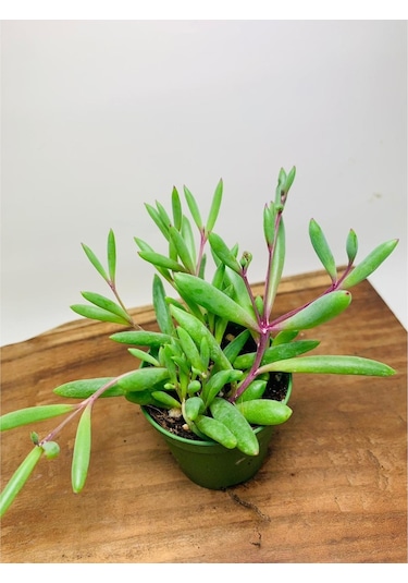 Othonna Capensis Sukulent Bitki Yakut Kolyesi 5.5 Saksıda