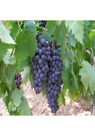 Nadir Papaz Karası Üzümü Fidanı