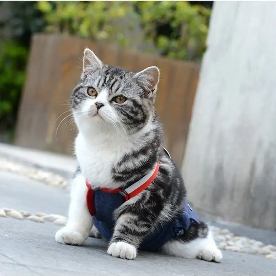 Best Golden Monkey Köpekler İçin Boxer Şortları 35593528