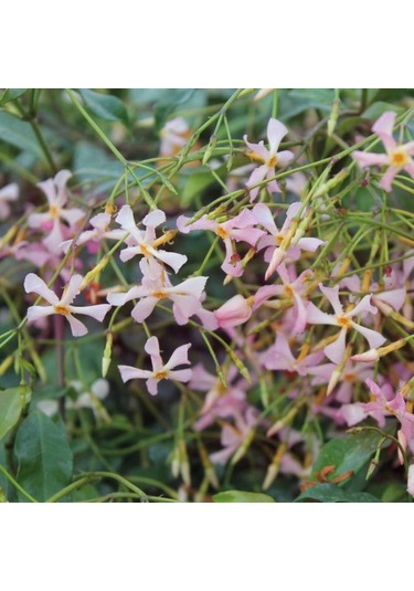 Pembe Çiçekli Yasemin Çiçeği Pink Showers Fidanı Tüplü 1-2 Yaş